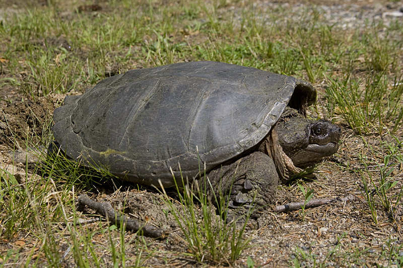 SNAPPING TURTLE